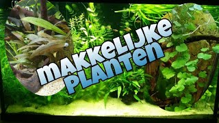 Makkelijke AQUARIUM PLANTEN voor beginners Nickey [upl. by Hyacinthe362]