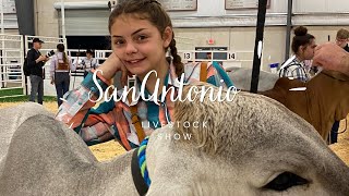 Our Crazy Experience at the San Antonio Livestock Show… cattle sanantonio livestockshow cows [upl. by Diena380]