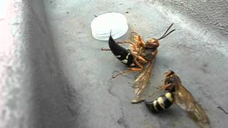 Huge Cicada Killer Wasp with Stinger Completely Out [upl. by Jonis]