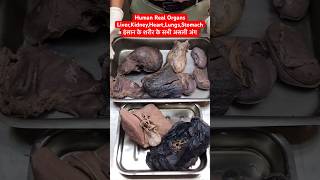 Human Real Organs Liver Kidney Heart Lungs Stomach  इंसान के शरीर के असली अंग viral shorts [upl. by Lirret]