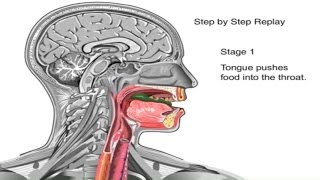 How Swallowing Works Animation Video  Stages of Swallowing Process  Swalllow Anatomy amp Physiology [upl. by Stephannie]