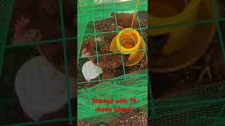 Started growing chickens rhode island red [upl. by Esiuqcaj320]