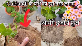 नर्सरी से लाए हुए गुलदाउदी के पौधे को गमले में इस तरह लगाए  How to Report GuldauyPlant best Soil [upl. by Onitrof]