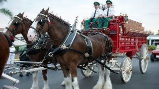 Budweiser Clydesdales singing at SunNFun [upl. by Lletnohs988]