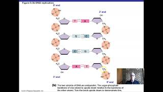 Ch 8 Part I Microbial Genetics [upl. by Nylrem]