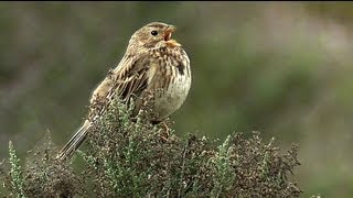 Просянка Miliaria calandra Emberiza calandra  Film Studio Aves [upl. by Guillemette]