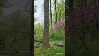 Spring at Mt Cuba Botanical garden in Hockessin Delaware [upl. by Siger]