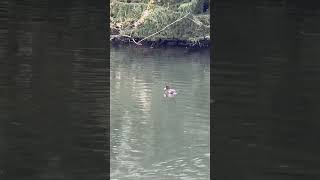 Tufted duck pair at Thornes park taylorswift avian birds nature [upl. by Annaitat]