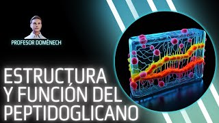 ESTRUCTURA y FUNCIÓN del PEPTIDOGLICANO [upl. by Haiel63]