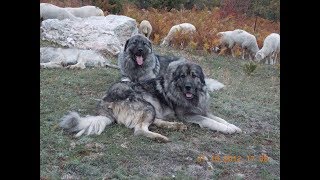 Livestock Guard dogs  goat farming 2018 [upl. by Bunny]