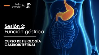 Fisiología de la función gástrica [upl. by Nerred712]