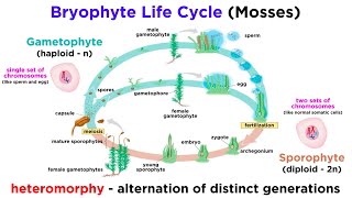 Bryophytes and the Life Cycle of Plants [upl. by Ellehcen]