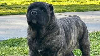 Neapolitan Mastiff Vs American Molossus [upl. by Mllly]