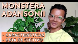 Monstera Adansonii  características e como cuidar A queridinha dos amantes de plantas [upl. by Lurleen345]