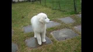 Allevamento Maremmano Abruzzese cucciola 80 gg  Maremma sheepdog fem pup 70 days old [upl. by Aidni]