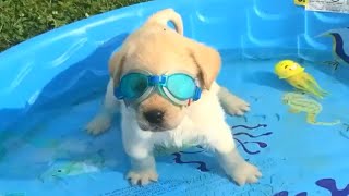 Funny Dogs Love Swimming  Puppy Videos 2020 [upl. by Melva]