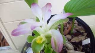 Turmeric in bloom and how to grow this spice [upl. by Bette-Ann]