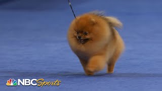 National Dog Show 2022 Toy Group Full Judging  NBC Sports [upl. by Gable210]