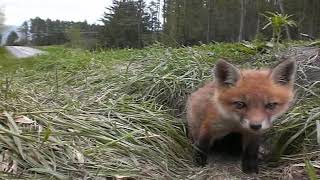 Fox kit baby fox waking up [upl. by Ijnek493]