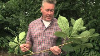 Identifying Horse Chestnut [upl. by Akeinahs]