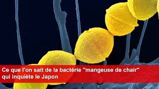 Ce que lon sait de la bactérie quotmangeuse de chairquot qui inquiète le Japon [upl. by Jaquelyn517]