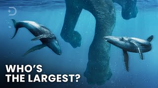 Largest Creatures To Ever Exist On Earth [upl. by Nova734]