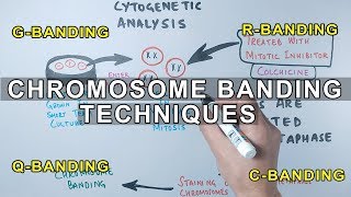 Chromosome Banding Techniques [upl. by Lanos]