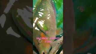 Rainbow Parrot FishScarus rivulatus [upl. by Lierbag]