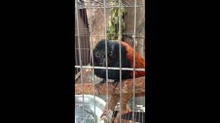 Greater Coucal Sound Call [upl. by Lenni]