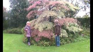 Cornus controversa Variegata Wedding Cake Tree introduction [upl. by Fortier]