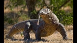 Komodo Breakfast Impala eaten Alive [upl. by Pulling56]