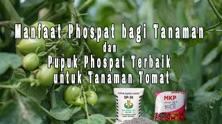 Manfaat Phospat bagi Tanaman dan Pupuk Phospat Terbaik untuk Tanaman Tomat [upl. by Derfla]