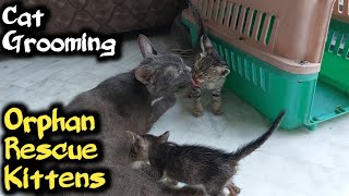 Cat Eating Food And Started Grooming Orphan Kittens After That [upl. by Ferrand]