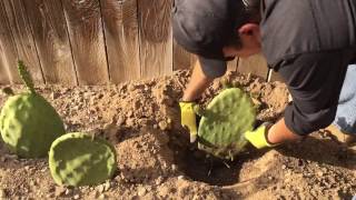 One month update of planting opuntia cactus pads aka nopal or prickly pear cactus [upl. by Bret498]