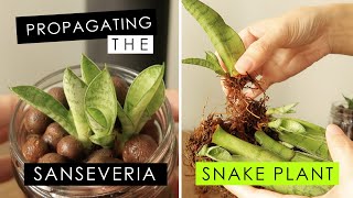 SANSEVIERIA  GROWING amp PROPAGATION [upl. by Lebana951]