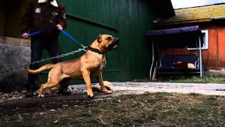 Presa canario aggressivity test [upl. by Carper]