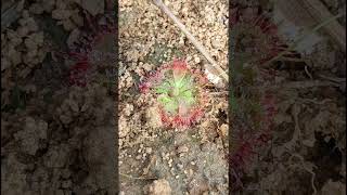 INSECT EATING CARNIVOROUS PLANTDrosera brevifolia Droseraceae family nature trending garden [upl. by Ayhtin]