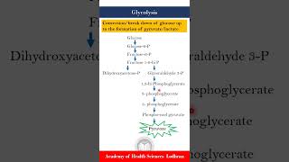 Glycolysis Carbohydrate metabolism [upl. by Borgeson]