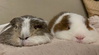 撫でを待つモルモットの圧力 Please pet me【Guinea pig】 [upl. by Nesral]