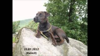 Patterdale Terrier Murphy [upl. by Hsemin]