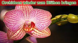 Orchideen wieder zum Blühen bringen durch kalt stellen – Anleitung Methode 2 [upl. by Ingaborg106]