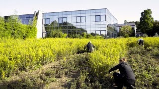 Solidago virgaurea Echte Goldrute  Ernte  Eigenschaften [upl. by Akyre947]