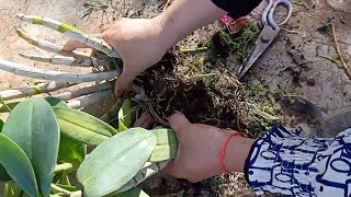 How to divide orchid in to pot Repotting orchid for beginner [upl. by Hako530]