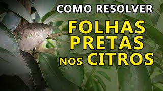 Como Resolver as Folhas Pretas nas Laranjeiras Limoeiro e Citros em Geral [upl. by Tova]