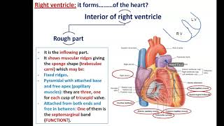 Internal Features of the Heart Part 2  The Ventricles [upl. by Anoy]