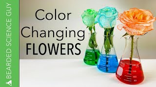 Color Changing Flowers Experiment Biology [upl. by Ailhad]