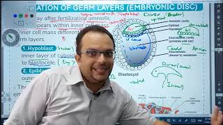 2nd week  Bilaminar Embryonic Disc [upl. by Nosittam]