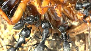 Camponotus vagus Fütterung am 06062013 [upl. by Eednahs]