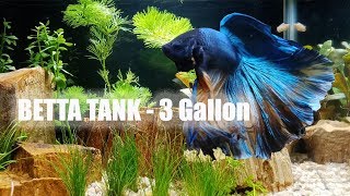 Betta Tank 3 Gallon Setting up [upl. by Aryajay]