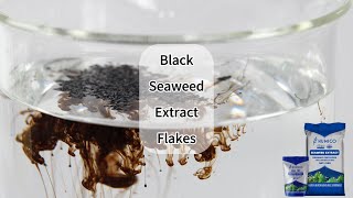 Humico Black Seaweed Extract Flakes 100 Watersolubility  China Organic Fertilizer Manufacturer [upl. by Areid]